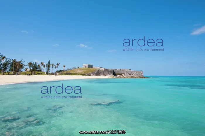 : Bermuda. Gate's Bay (Saint Catherine's Beach) : Bermuda. Gate's Bay (Saint Catherine's Beach)