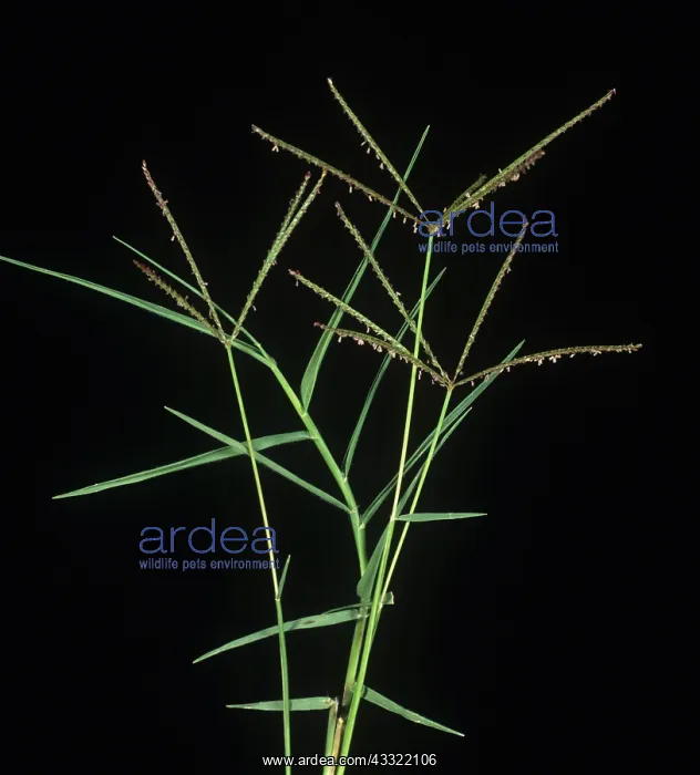 : Bermuda grass : Bermuda grass