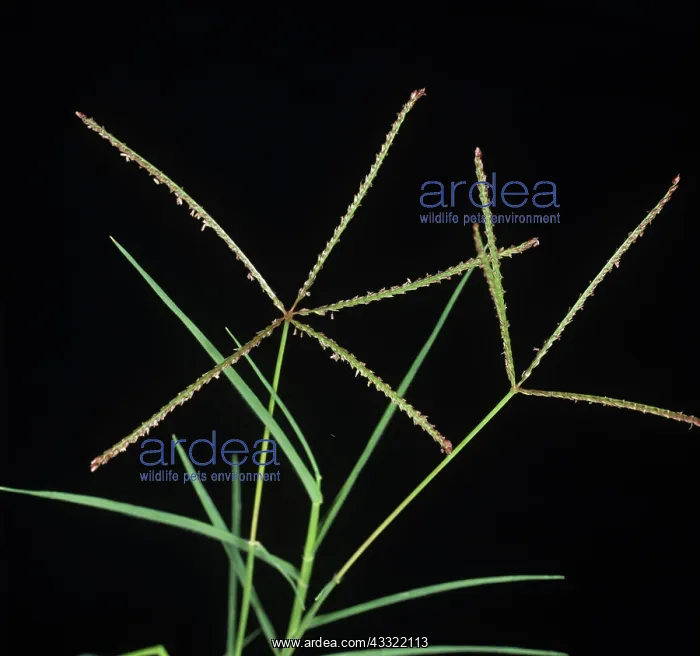: Bermuda grass : Bermuda grass