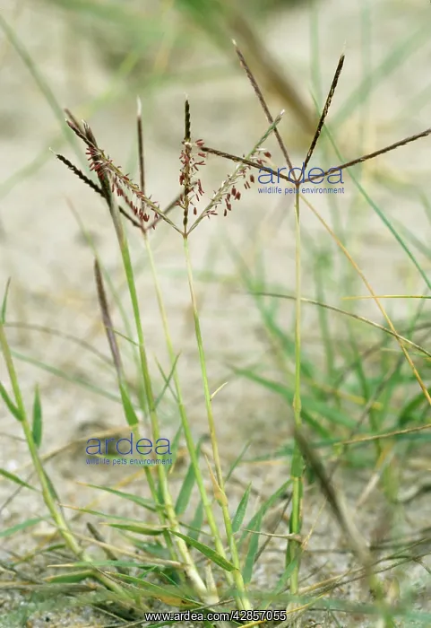  : Bermuda GRASS - National rarity