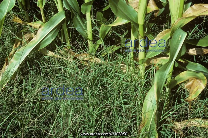 : Bermuda grass weeds : Bermuda grass weeds