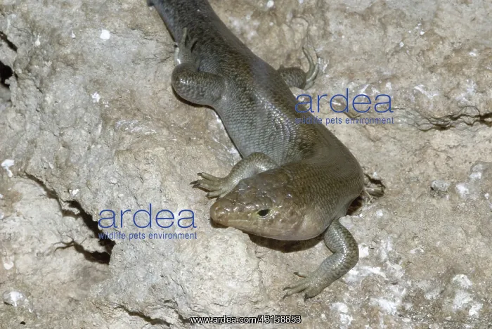 : Bermuda Skink (Eumeces longirostris) : Bermuda Skink (Eumeces longirostris)