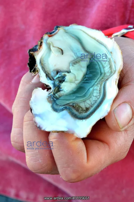 : Bernard Montauzier, oyster farmer : Bernard Montauzier, oyster farmer