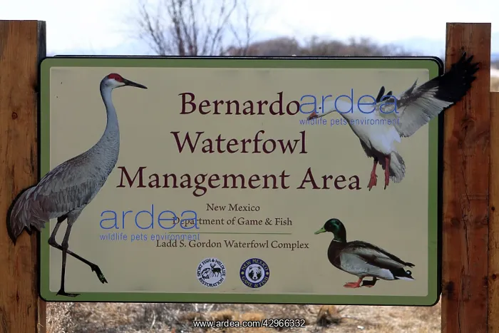: Bernardo Waterfowl Management Area - Ladd S. Gordon : Bernardo Waterfowl Management Area - Ladd S. Gordon