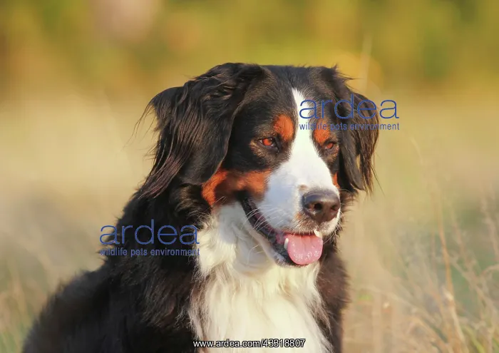 : Berner Sennenhund, female, 3 years, Portrait, North : Berner Sennenhund, female, 3 years, Portrait, North