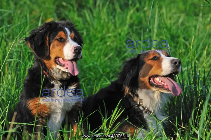  : Berner Sennenhund in the grass Franche-Comte France