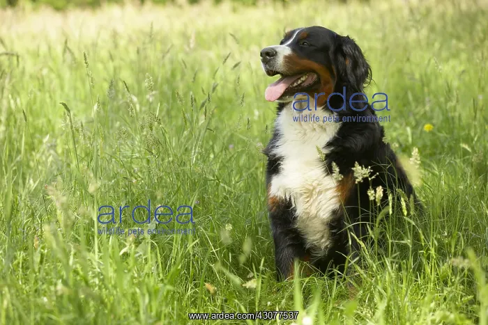 : Berner Sennenhund sitting in the grass : Berner Sennenhund sitting in the grass