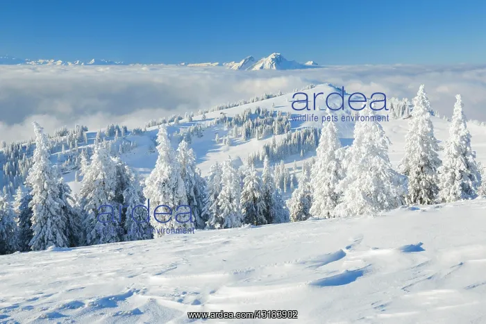 : Bernese Alps and Pilatus, Switzerland, Europe : Bernese Alps and Pilatus, Switzerland, Europe