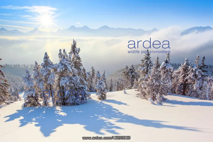 : Bernese Alps, view from Niederhorn, Switzerland : Bernese Alps, view from Niederhorn, Switzerland