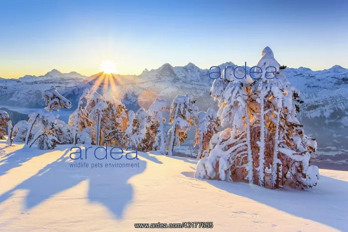 : Bernese Alps, view from Niederhorn, Switzerland : Bernese Alps, view from Niederhorn, Switzerland