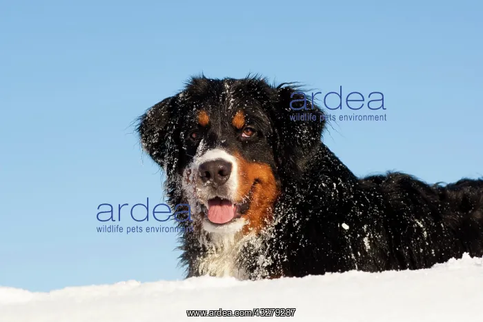 : Bernese cattle dog, Bernese mountain dog lying in : Bernese cattle dog, Bernese mountain dog lying in