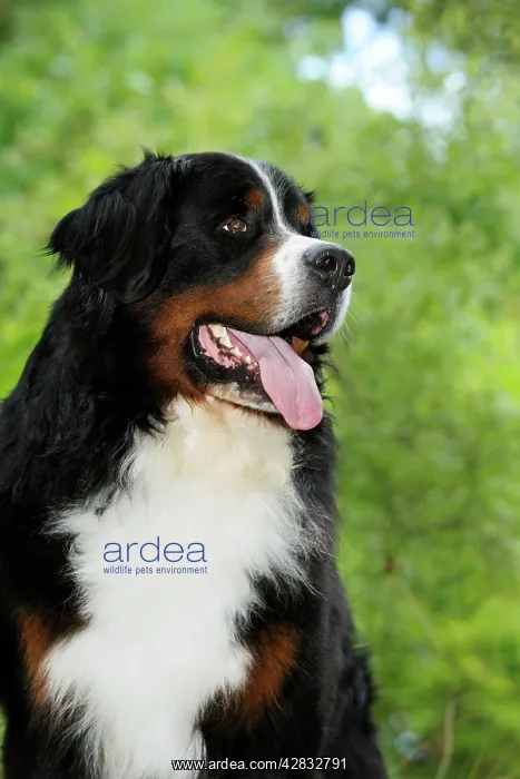 : Bernese Mountain Dog : Bernese Mountain Dog