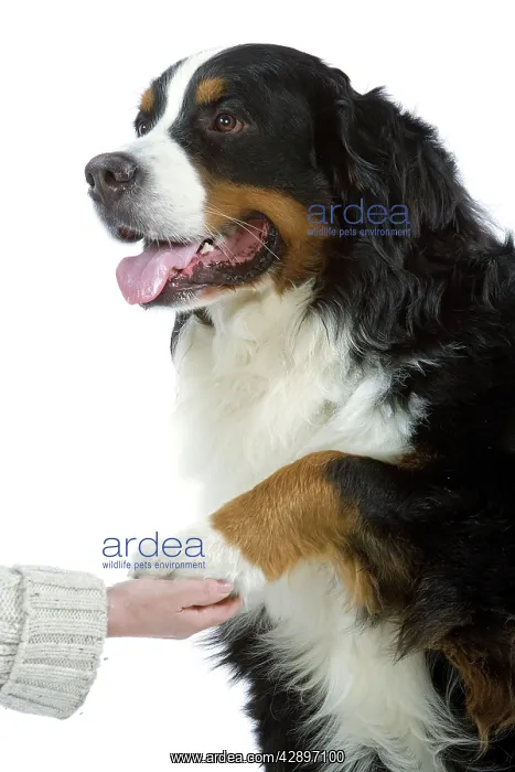  : Bernese Mountain Dog