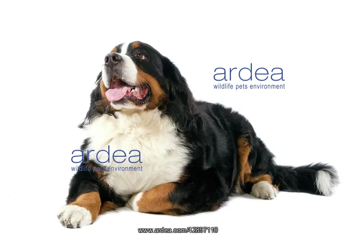 : Bernese Mountain Dog : Bernese Mountain Dog
