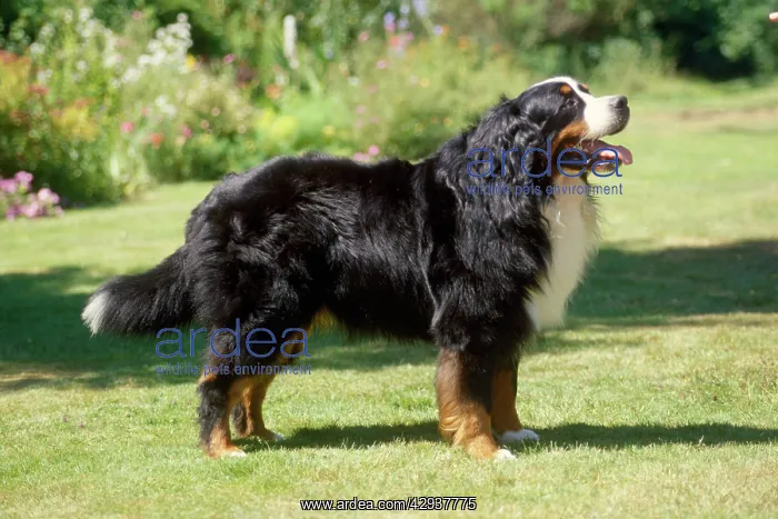 : Bernese Mountain Dog : Bernese Mountain Dog