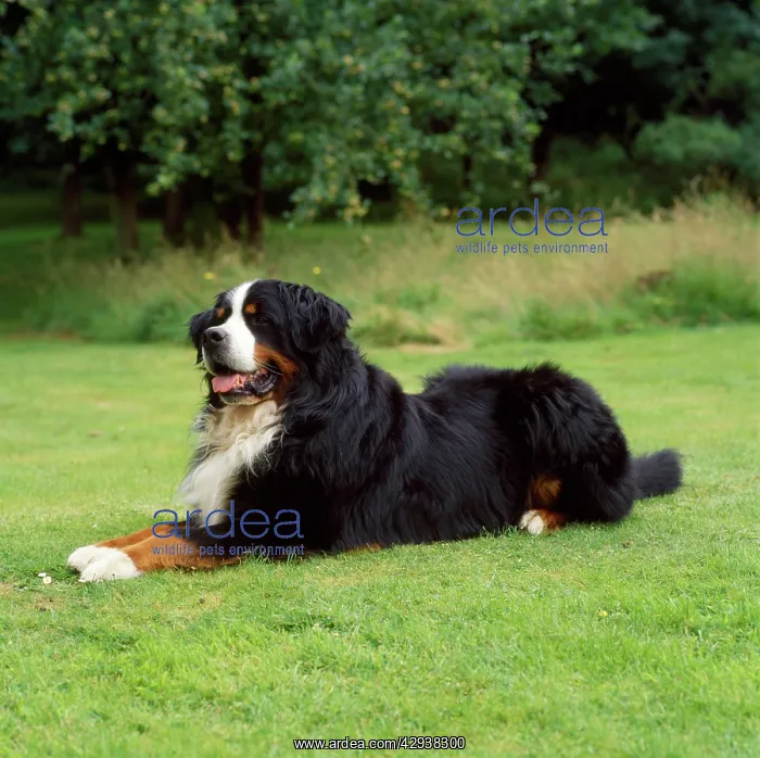 : BERNESE MOUNTAIN. DOG : BERNESE MOUNTAIN. DOG