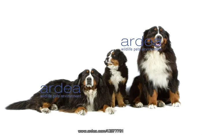 : Bernese Mountain Dog - two adults with puppy. Also : Bernese Mountain Dog - two adults with puppy. Also