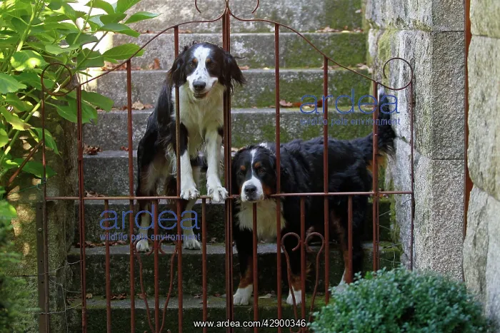 : Bernese Mountain dog with Bernese Mountain cross : Bernese Mountain dog with Bernese Mountain cross