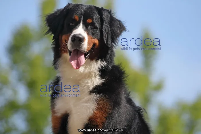 : Bernese Mountain Dog, bitch, 17 months old, portrait : Bernese Mountain Dog, bitch, 17 months old, portrait