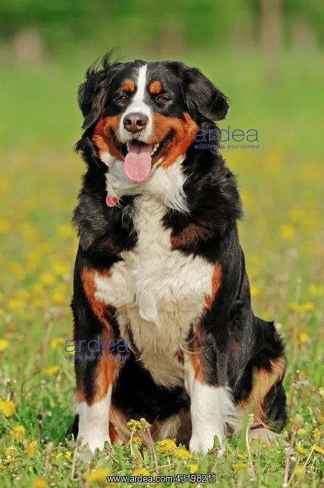 : Bernese Mountain Dog (Canis lupus familiaris) on : Bernese Mountain Dog (Canis lupus familiaris) on