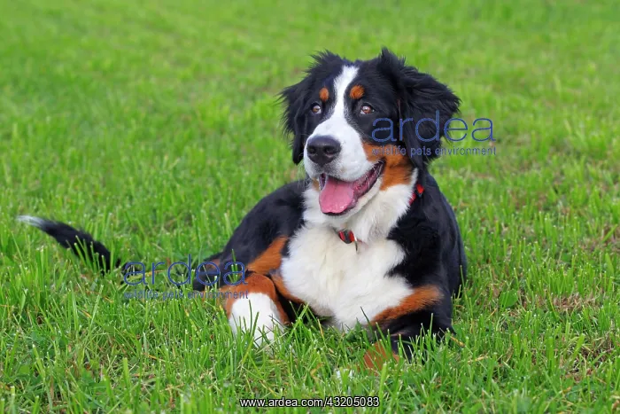 : Bernese Mountain Dog (Canis lupus familiaris), young : Bernese Mountain Dog (Canis lupus familiaris), young