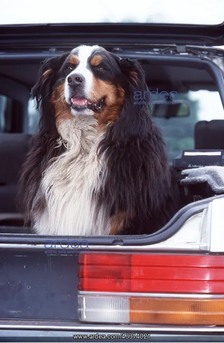 : BERNESE MOUNTAIN DOG - IN CAR BOOT : BERNESE MOUNTAIN DOG - IN CAR BOOT