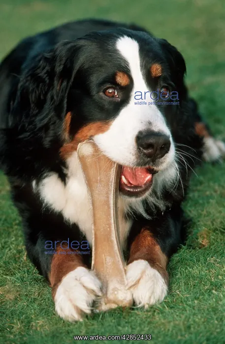  : Bernese Mountain Dog chewing on big bone