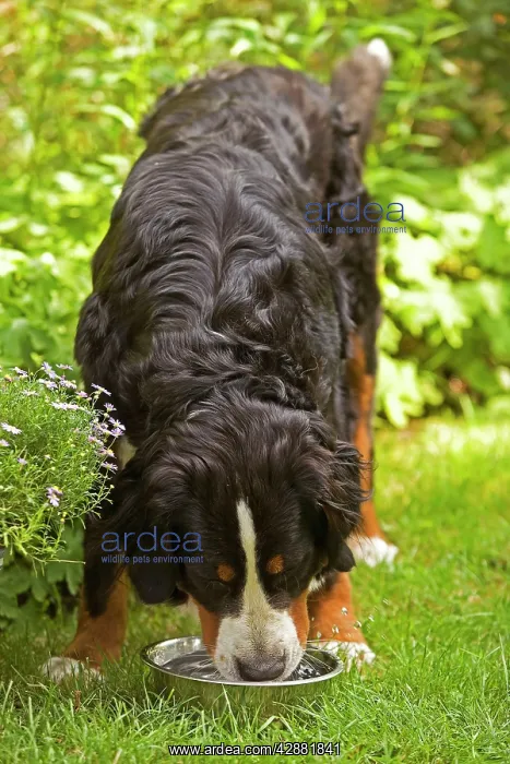  : Bernese Mountain Dog - feeding from bowl in garden