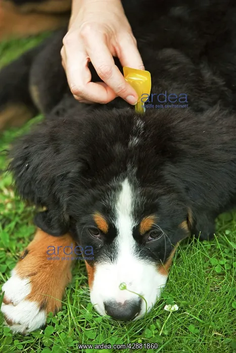 : Bernese Mountain Dog - being given flea medication : Bernese Mountain Dog - being given flea medication
