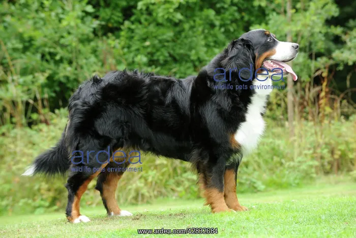 : Bernese Mountain Dog - on grass : Bernese Mountain Dog - on grass