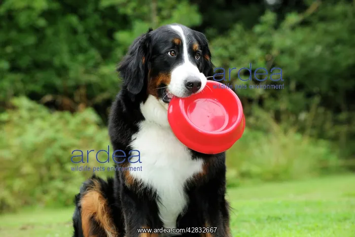 : Bernese Mountain Dog - holding dog bowl : Bernese Mountain Dog - holding dog bowl