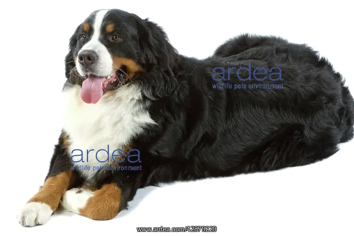 : Bernese Mountain Dog. Also known as Berner Seenehund : Bernese Mountain Dog. Also known as Berner Seenehund