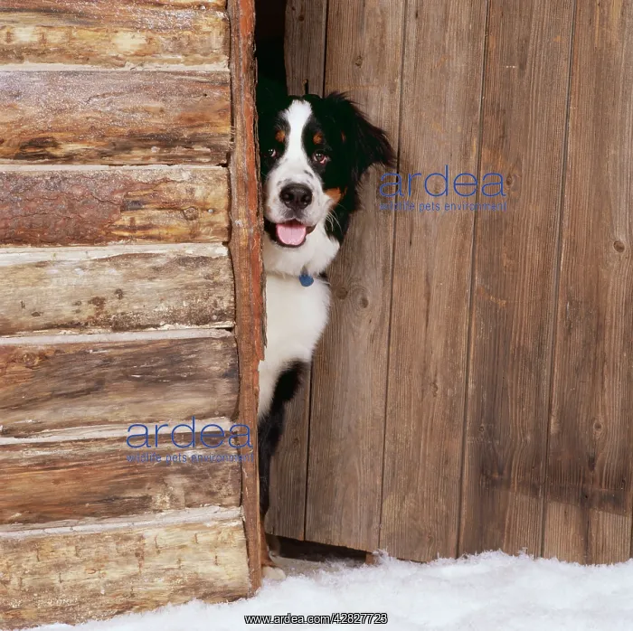  : Bernese Mountain DOG - at log cabin door
