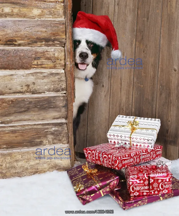  : Bernese Mountain Dog at log cabin door wearing