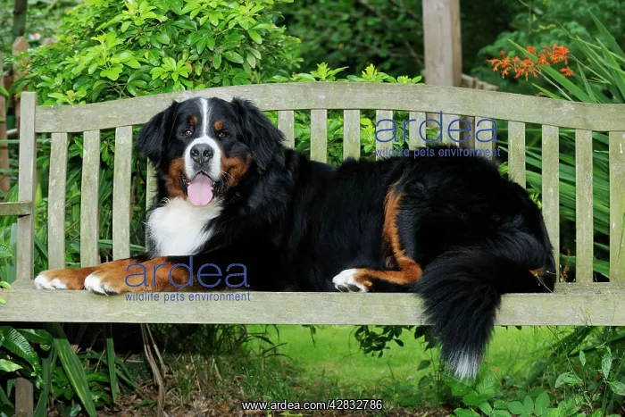 : Bernese Mountain Dog - lying on bench : Bernese Mountain Dog - lying on bench