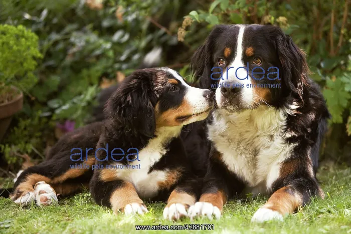  : Bernese Mountain Dog - lying in garden with puppy