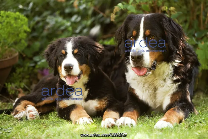 : Bernese Mountain Dog - lying in garden with puppy : Bernese Mountain Dog - lying in garden with puppy