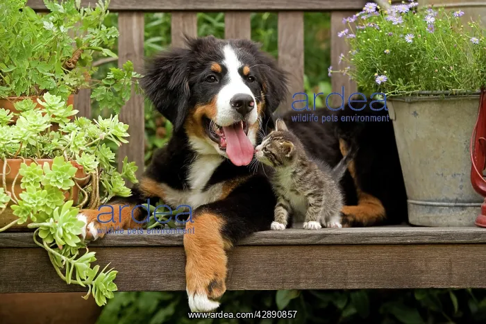 : Bernese Mountain Dog - three month of puppy with : Bernese Mountain Dog - three month of puppy with