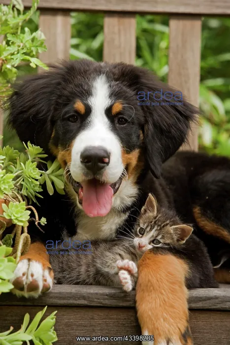 : Bernese Mountain Dog - three month of puppy with : Bernese Mountain Dog - three month of puppy with