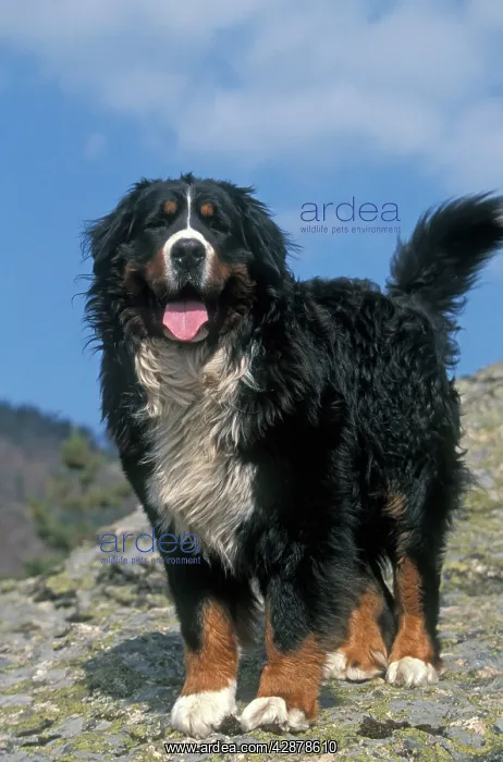 : Bernese Mountain Dog - With mouth open and tongue out : Bernese Mountain Dog - With mouth open and tongue out