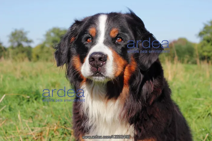 : Bernese Mountain Dog, Portrait, North Rhine-Westphalia : Bernese Mountain Dog, Portrait, North Rhine-Westphalia