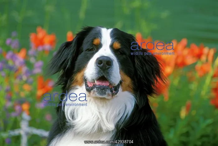 : Bernese Mountain Dog portrait, in front of garden flowers : Bernese Mountain Dog portrait, in front of garden flowers