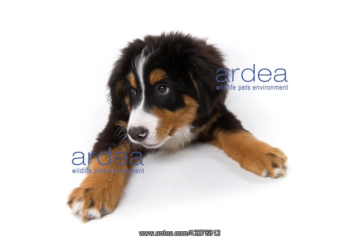 : Bernese Mountain Dog, puppy, 16 weeks, lying : Bernese Mountain Dog, puppy, 16 weeks, lying