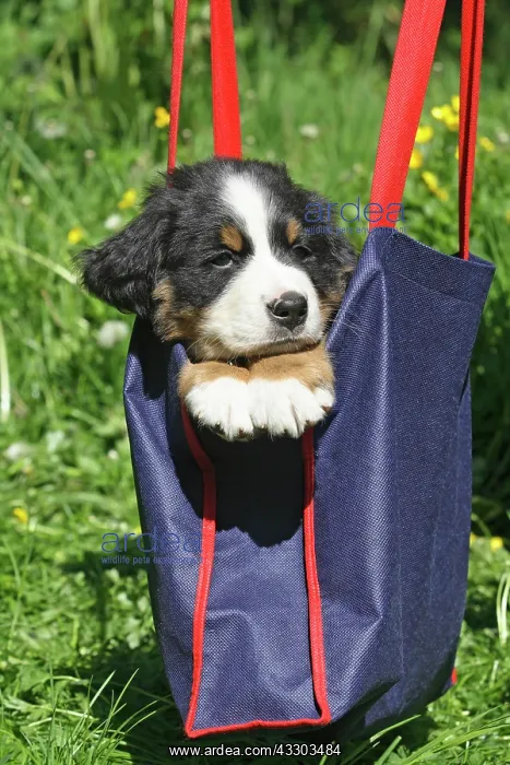 : Bernese Mountain Dog puppy, 7 weeks old, sitting : Bernese Mountain Dog puppy, 7 weeks old, sitting