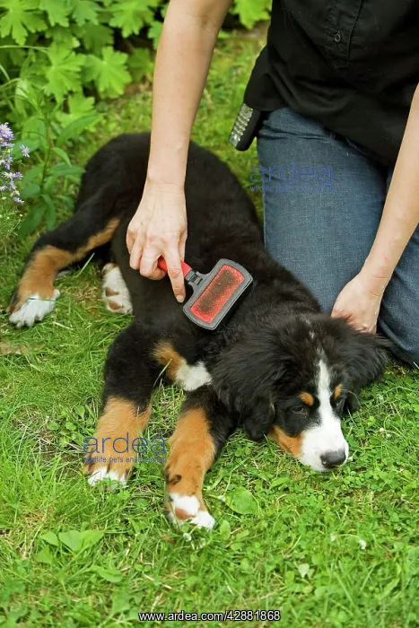: Bernese Mountain Dog - puppy being brushed : Bernese Mountain Dog - puppy being brushed