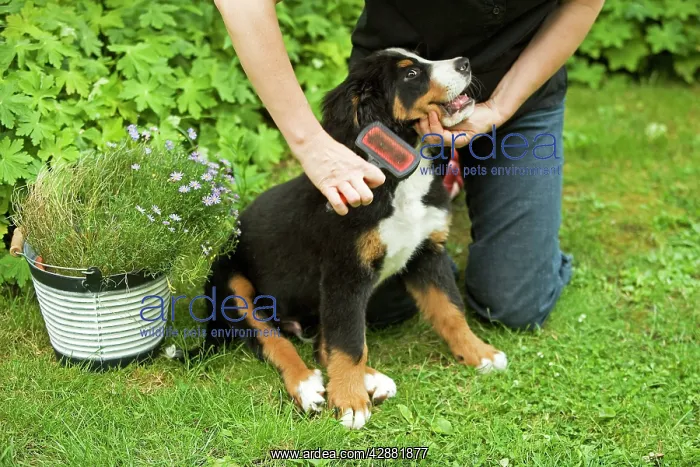 : Bernese Mountain Dog - puppy being brushed : Bernese Mountain Dog - puppy being brushed