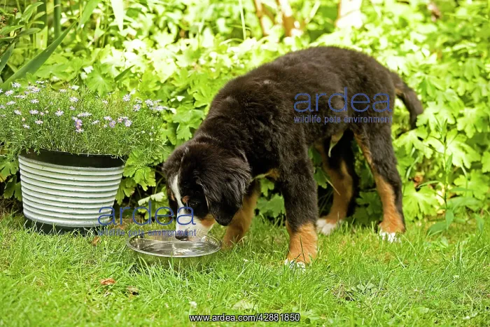 : Bernese Mountain Dog - puppy drinking from bowl in garden : Bernese Mountain Dog - puppy drinking from bowl in garden