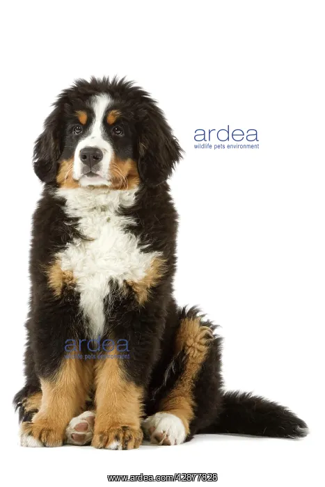: Bernese Mountain Dog - puppy. Also known as Berner : Bernese Mountain Dog - puppy. Also known as Berner