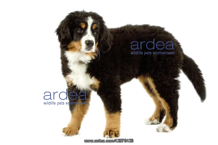 : Bernese Mountain Dog - puppy. Also known as Berner : Bernese Mountain Dog - puppy. Also known as Berner