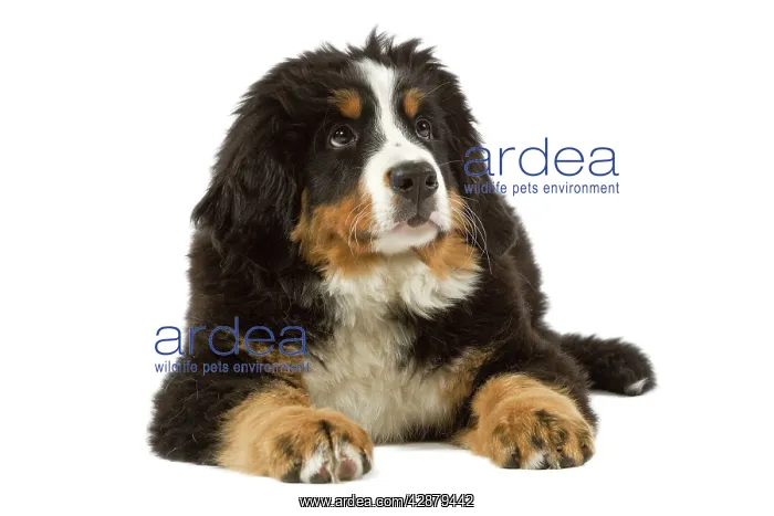 : Bernese Mountain Dog - puppy. Also known as Berner : Bernese Mountain Dog - puppy. Also known as Berner